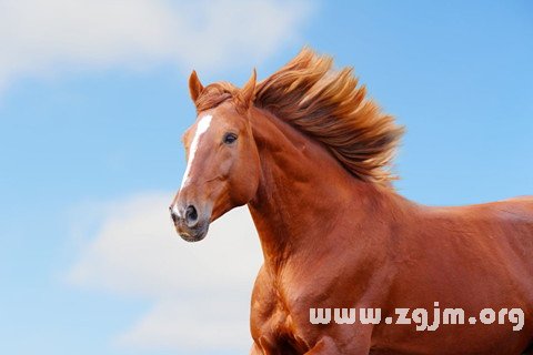 夢見馬咬人