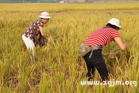 夢見割稻子