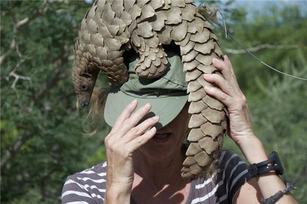 夢見穿山甲_周公解夢