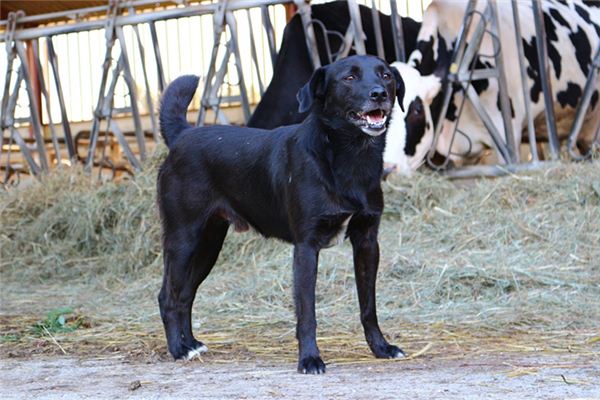 夢到黑狗什麼意思_周公解夢
