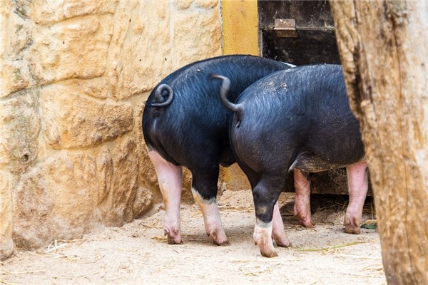 夢到豬尾意味著什麼_周公解夢