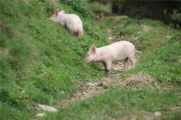 夢到豬和羊有什麼徵兆_周公解夢