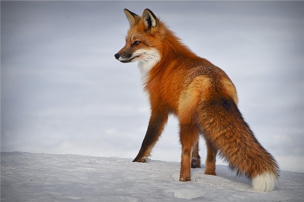 夢到紅狐有什麼說法_周公解夢