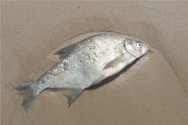 夢到了腐爛的魚怎麼說_周公解夢