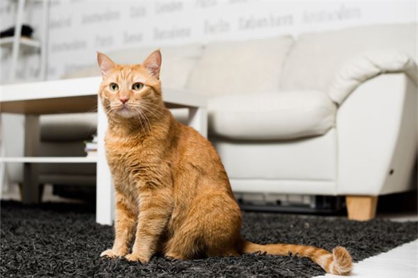 夢到貓拉屎_周公解夢