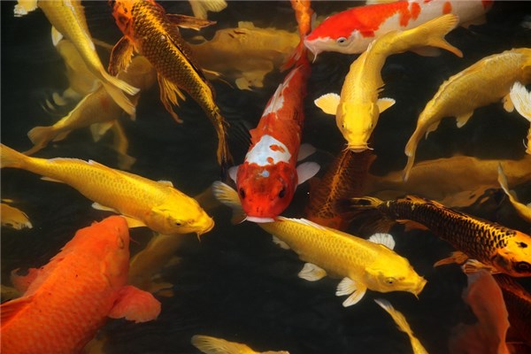夢到了捉草魚是什麼預兆？_周公解夢