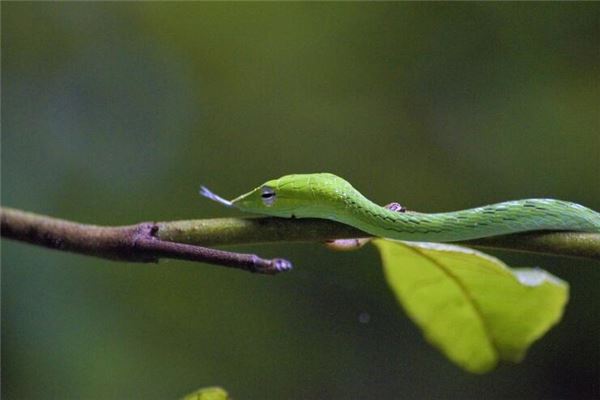 女人夢見蛇追著咬我_周公解夢