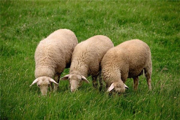 夢見被羊追是什麼意思_周公解夢