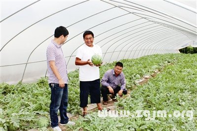 夢見一大片地的西瓜_周公解夢