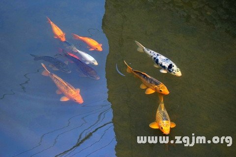 夢見魚在水裡游