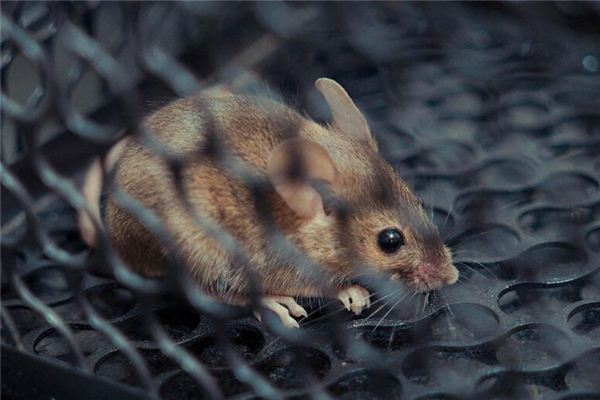 夢見巨大耗子_周公解夢