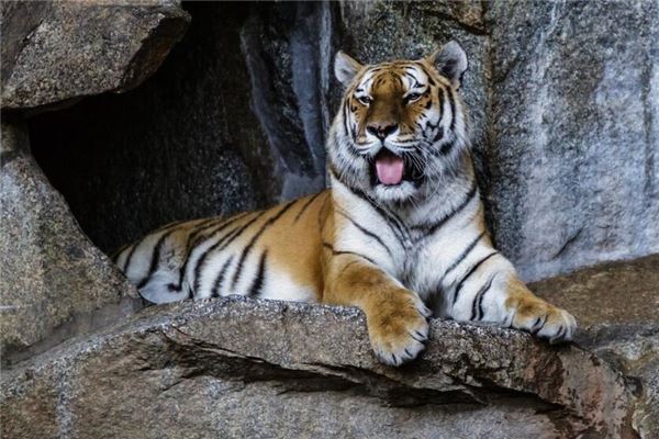 夢見虎什麼意思是什麼_周公解夢