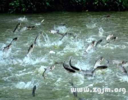 夢見洪水和魚