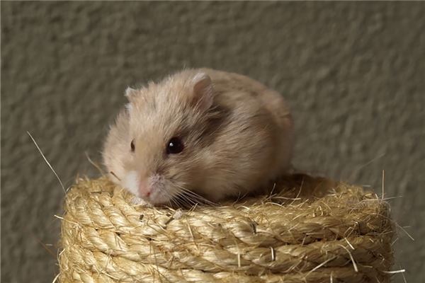 61歲屬什麼生肖2021_十二生肖