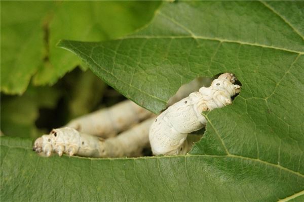 夢到了死人生蛆是咋回事_周公解夢