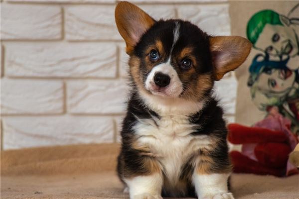 夢到撿到狗狗會是什麼預兆_周公解夢