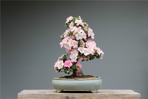 夢見盆栽花是什麼啟示_周公解夢