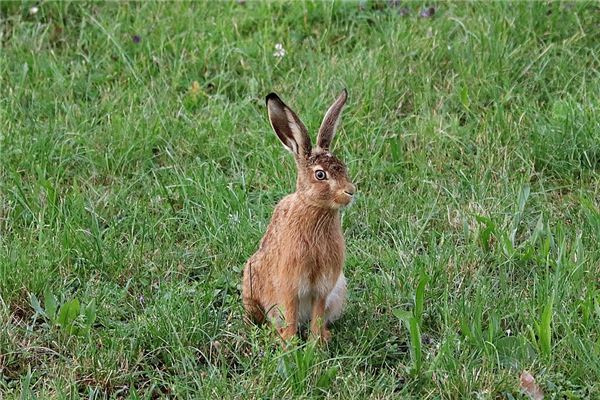 屬兔人2019年運勢分析_十二生肖
