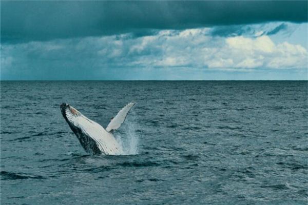 夢見河裡好多大魚_周公解夢