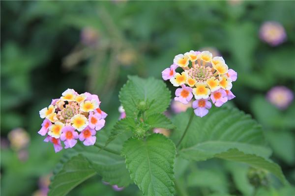 夢見移植花草_周公解夢