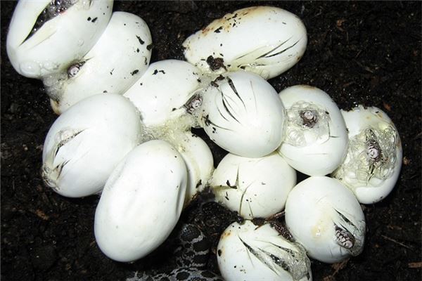 夢到了鱷魚蛋意味著什麼_周公解夢