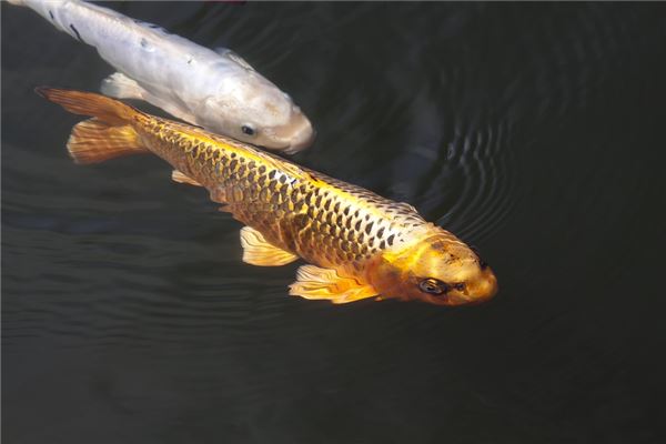 夢見鯉魚在水裡游_周公解夢