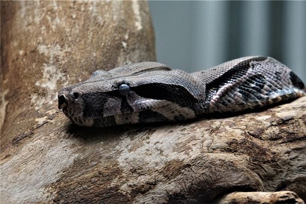 夢見殺蟒蛇_周公解夢