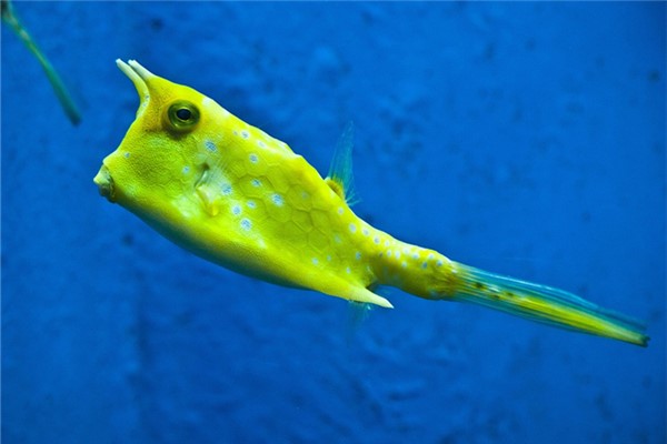 夢到了角魚的預兆_周公解夢