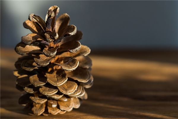 夢到了撿松子是怎麼回事_周公解夢