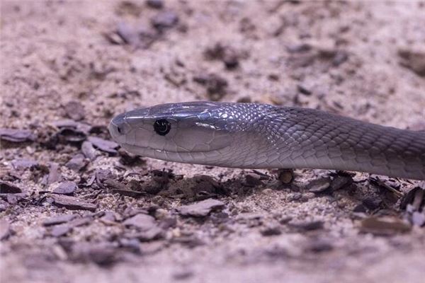 做夢夢見黑蛇什麼意思_周公解夢