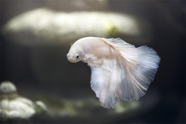 夢到魚怪意味著什麼_周公解夢