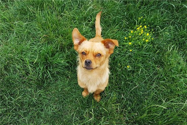 孕婦夢見大黃狗胎夢_周公解夢 孕婦夢見大黃狗胎夢是什麼意思_孕婦夢見大黃狗胎夢好不好_周公解夢官網