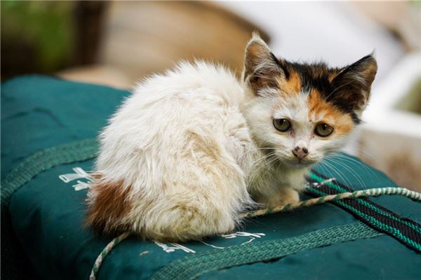 夢見流浪貓_周公解夢