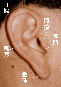 面相算命圖解之上停（耳）