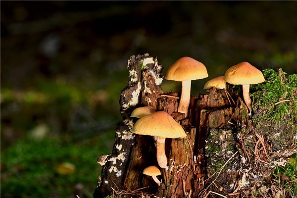 夢到了撿磨姑是什麼意思?_周公解夢