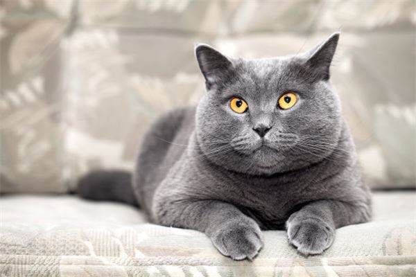 夢見自己跟貓在對話_周公解夢