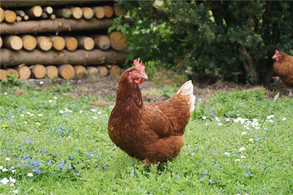 夢見死雞是什麼預兆_周公解夢