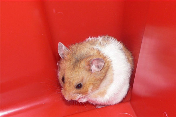 2020年屬鼠的6月出生性格好不好_十二生肖