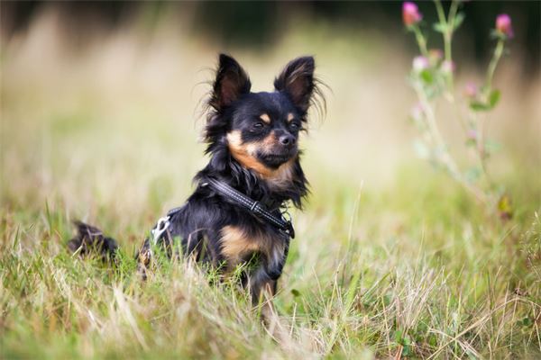 胎夢夢見狗_周公解夢