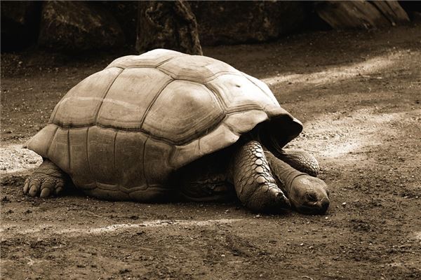 夢到放生烏龜_周公解夢