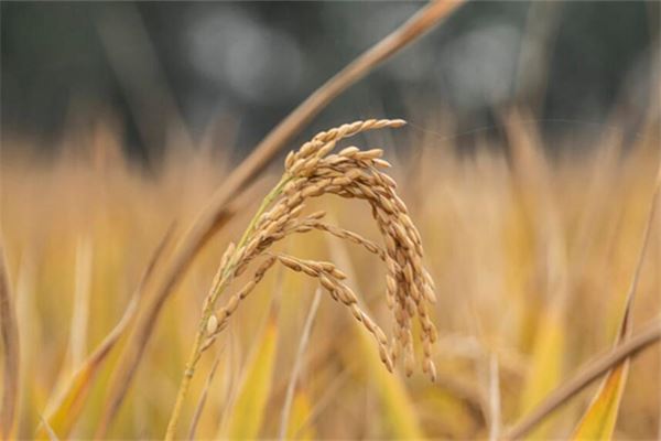 夢見成熟的稻穀_周公解夢