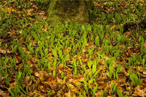 夢到挖野菜_周公解夢