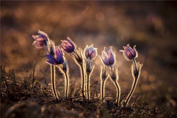 夢見海葵是什麼預兆？_周公解夢