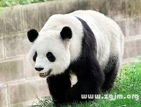 夢見大熊貓
