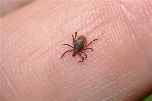 女人夢見把跳蚤擠死_周公解夢