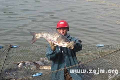 夢見自己在河裡抓魚