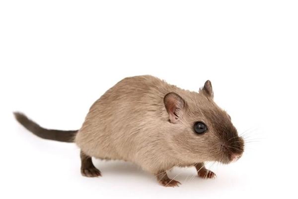 女人夢見老鼠屎_周公解夢