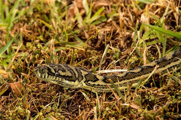 夢見和親人一起抓蛇_周公解夢