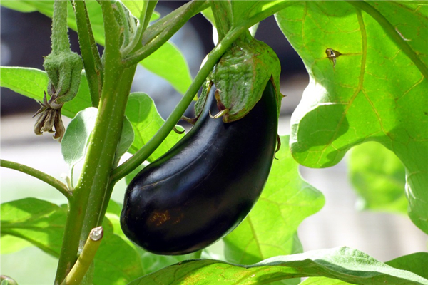 夢到茄子是什麼意思_周公解夢