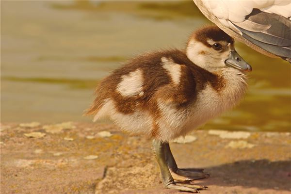 夢見鵝仔是好是壞_周公解夢